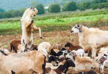 Jak napisać biznes plan podstawy przedsiębiorczości?