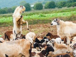 Jak napisać biznes plan podstawy przedsiębiorczości? Jak napisać biznes plan podstawy przedsiębiorczości?