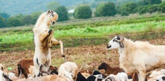 Jak napisać biznes plan podstawy przedsiębiorczości?