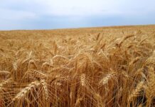 Jak obliczyć cenę sprzedaży? Jak obliczyć cenę sprzedaży?