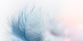 Która platforma sklepowa jest najlepsza? Która platforma sklepowa jest najlepsza?