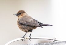 Co potrafi czat GPT?