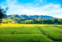 Kto płaci za przesyłkę na Shopee?