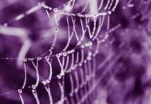 Czy rzeczy z Shopee są oryginalne? Czy rzeczy z Shopee są oryginalne?